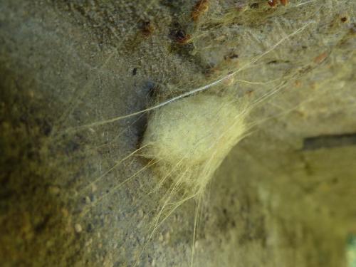 Malacosoma neustria